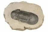 Detailed Paralejurus Trilobite - Atchana, Morocco #204244-2